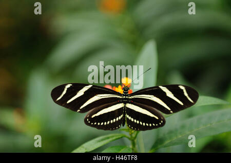 Papillon Heliconius charithonia, Zebra, Banque D'Images