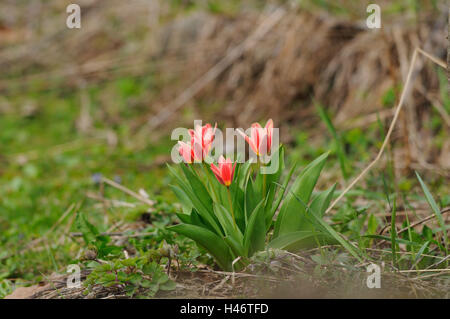 Tulipe, Tulipa spec., Tulip, orange, blossom, jardin, Franconia, Bavaria, Germany, Banque D'Images