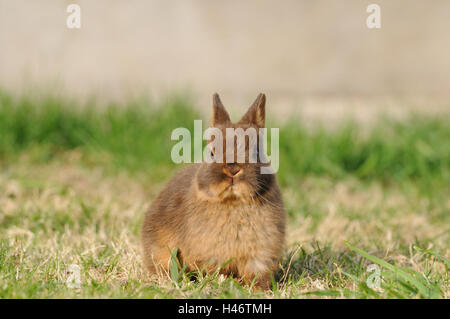 Nain de couleur havane 'blaze', jeune animal, meadow, head-on, Crouch, vue sur l'appareil photo, Banque D'Images