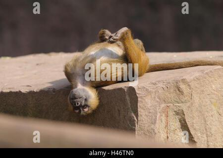 Le babouin Papio papio, Guinée, jeune animal, rock, retour, mensonge, looking at camera, Banque D'Images