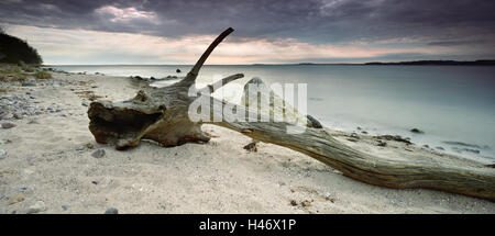 Bois flotté en forme de dragon sur la plage, Rügen, Allemagne Banque D'Images