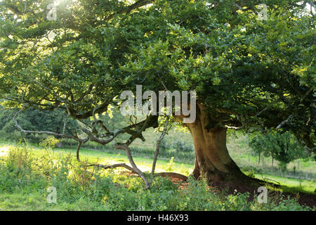 Prairie, arbres à larges feuilles, détail, rétroéclairage, plante, arbre, vieux, d'une ligne, d'épaisseur, la nature, la saison, l'été, personne n', idyll, Banque D'Images