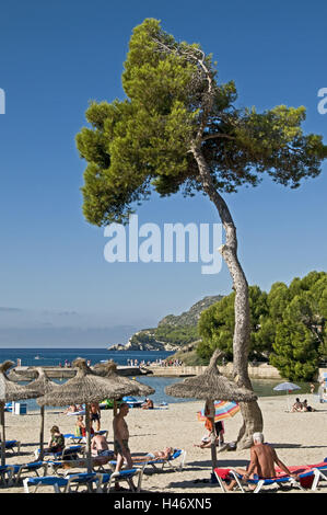 L'Espagne, les îles Baléares, Majorque, Paguera, plage Playa Palmira', pin, touristiques, Banque D'Images