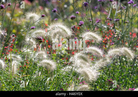 Gazon d'ornement, camouflage bataille de l'herbe, Pennisetum villosum, Banque D'Images