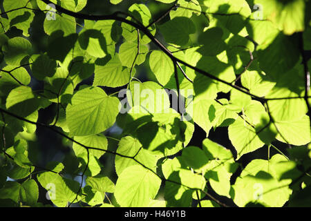 Feuilles de citron vert, Banque D'Images