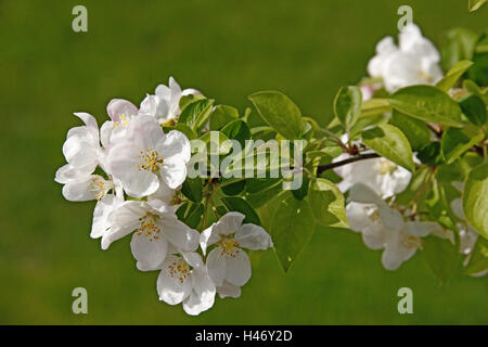 Apple Blossom, printemps, Banque D'Images