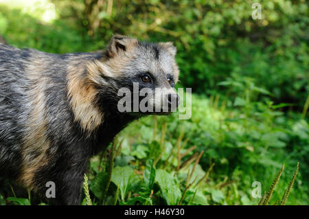 Le chien de la martre, Nyctereutes procyonoides, demi-portrait, side view, close-up, Banque D'Images