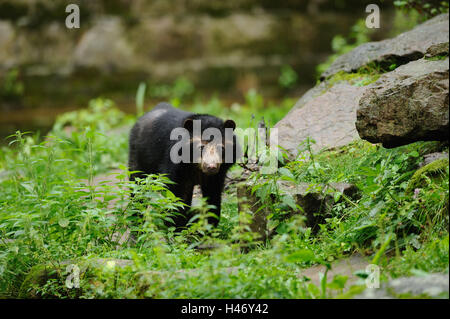 Ours de verre, Tremarctos ornatus, head-on, voir l'appareil photo, Banque D'Images