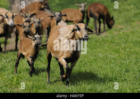 Cameroun les moutons, les moutons domestiques, Ovis orientalis bélier, voir l'appareil photo, Banque D'Images