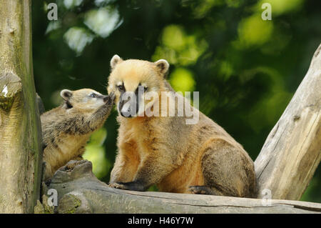 Ours d'Amérique du Sud, Nasua nasua nasale, mère de jeunes animaux animal, tronc, s'asseoir, vue latérale, vue caméra, Banque D'Images