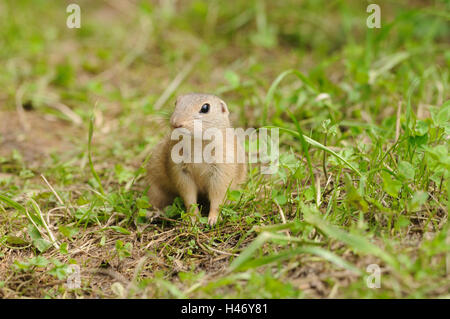 Spermophilus citellus Ziesel, européen, meadow, head-on, Banque D'Images