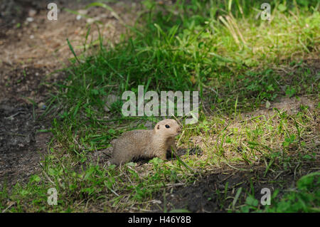 Spermophilus citellus Ziesel, européen, prairie, vue latérale, Banque D'Images