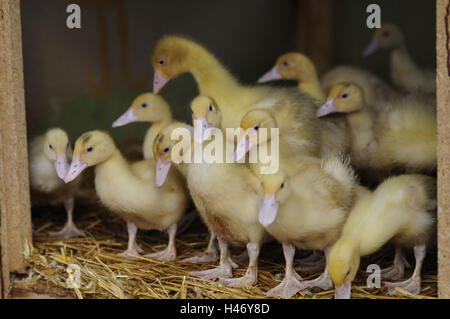 Chambre canards, Anas platyrhynchos après domestica, poussins, Banque D'Images