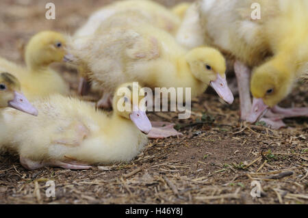 Chambre canards, Anas platyrhynchos après domestica, poussins, Banque D'Images