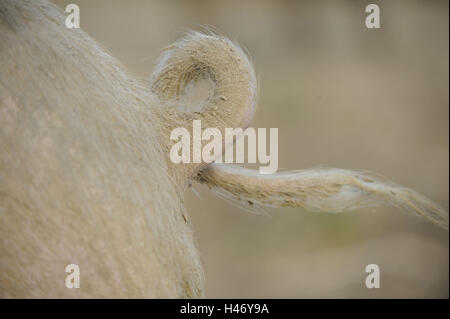 Chambre porc, Sus scrofa domestica, détail, queue, medium close-up, Banque D'Images