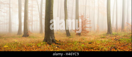 Forêt de hêtres en automne, Harz, Saxe-Anhalt, Allemagne Banque D'Images