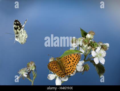 Western marbled white, Melanargia galathea, en vol, Banque D'Images