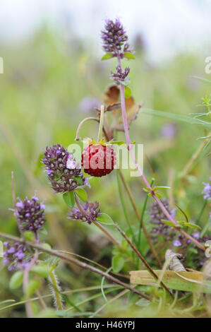 Fraise des Bois, Fragaria vesca, thym à larges feuilles, le thymus pulegioides, Banque D'Images