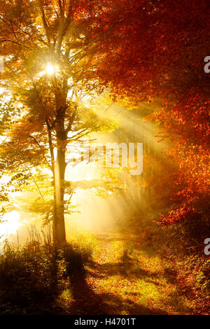 Forêt en automne les couleurs, Harz, Allemagne Banque D'Images