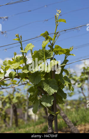 Allemagne, vignoble, Banque D'Images