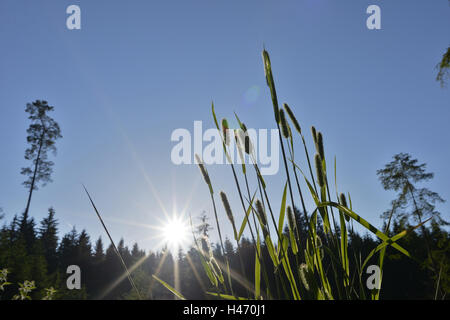 Vulpin des prés, Alopecurus pratensis, paysage, contre-jour, Banque D'Images