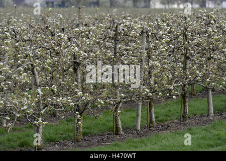Pommiers en fleurs,, Banque D'Images