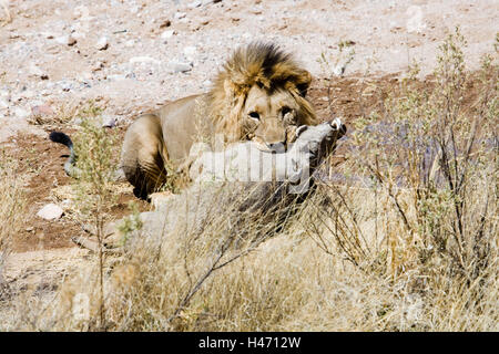 L'Afrique, la Namibie, Etosha National Park, lion, proie, cochon, papille Banque D'Images