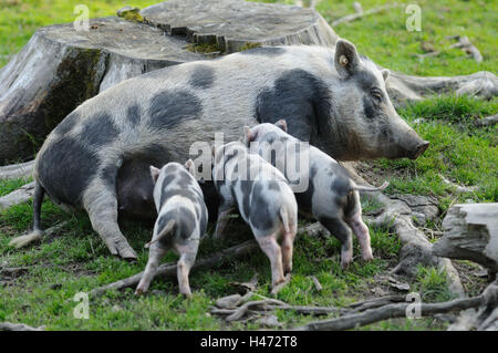 Cochons du Vietnam, mère avec Porcinet, vue de côté, l'allaitement, Banque D'Images