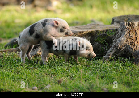 Abdomen pendants vietnamiens de porcs, de porcelets, side view, jouer, Banque D'Images