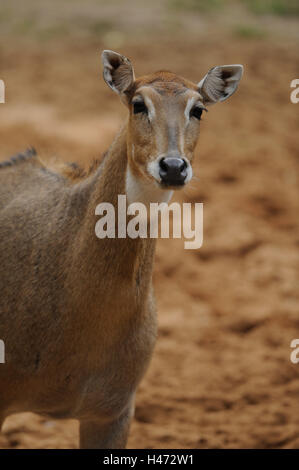 L'antilope de wapiti, Taurotragus oryx, tête, pied, Banque D'Images