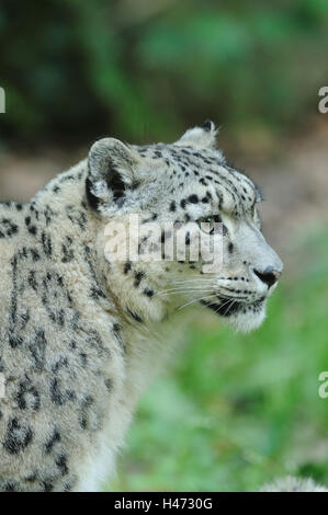 Snow Leopard, Uncia uncia, portrait, side view, Banque D'Images