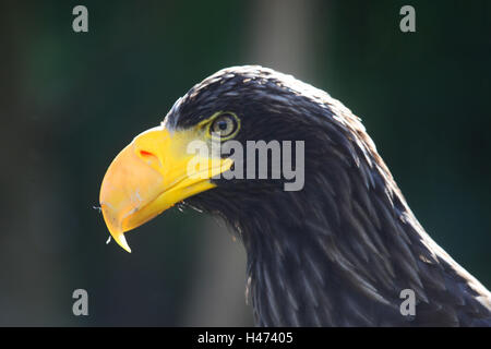 Lac gigantesque aigle, Banque D'Images