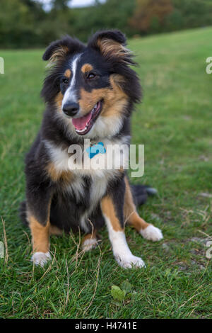 Shetland Sheepdog chiot sur sa promenade Banque D'Images