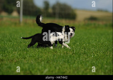 De Border Collie, l'écrou avec les chiots, run, vue de côté, jouer, Banque D'Images