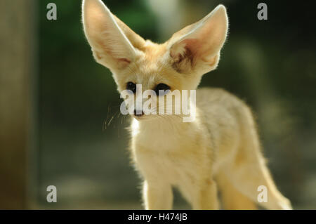 Fennek, Vulpes zerda, portrait, tête, Banque D'Images