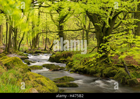 River Fowey qui traverse des bois de printemps verdoyant à quelques sur Bodmin Moor, Cornwall, Angleterre. Printemps (mai) 2015. Banque D'Images