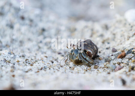 Près d'un petit crabe ermite dans une plage de Panama tropical Banque D'Images