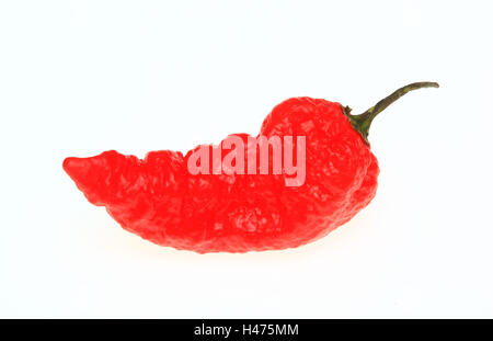 Le Habanero rouge, piment, Capsicum annuum Banque D'Images