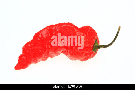 Le Habanero rouge, piment, Capsicum annuum Banque D'Images
