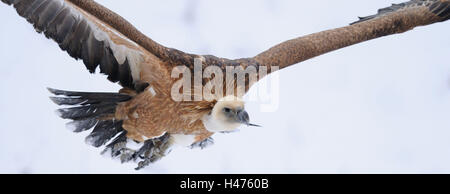 Eurasian griffon, Gyps fulvus, neige, vue latérale, voler, Banque D'Images