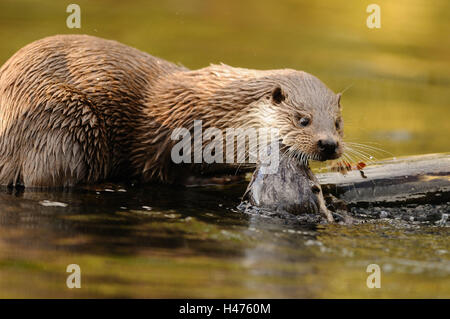 La loutre d'Europe, Lutra lutra, mère avec de jeunes animaux, eau, vue latérale, looking at camera, Banque D'Images
