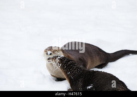 Les loutres de rivière d'Amérique du Nord, Lontra canadensis, Banque D'Images