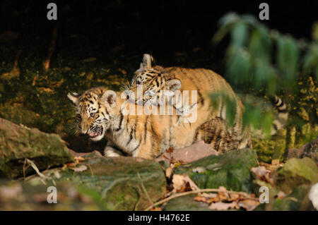 Tigres de Sibérie, Panthera tigris altaica, les jeunes animaux, vue de côté, jouer, Banque D'Images