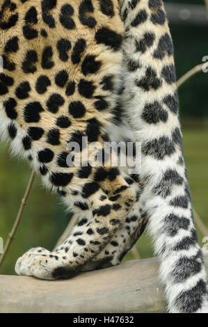 Amur Leopard, Panthera pardus orientalis, pattes, Détail, Vue de côté, debout, Banque D'Images