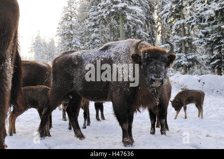 Bison d'Europe, le bison bonasus, paysage d'hiver, vue de côté, debout, looking at camera, Banque D'Images