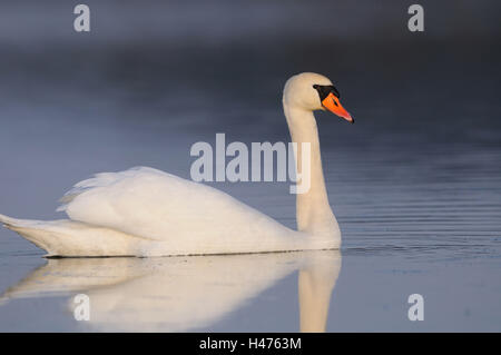 Hump, Swan Cygnus olor, surface de l'eau, vue latérale, nager, Banque D'Images