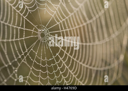 D'araignée à la rosée du matin dans l'éclairage, Banque D'Images