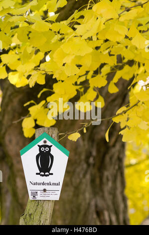 Panneau "monument naturel" en face de ginkgo, ginkgo biloba, Banque D'Images