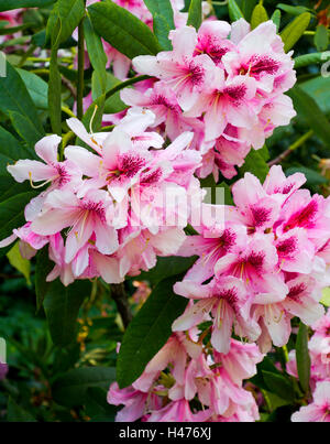 Rhododendron rose des fleurs dans un jardin au début de l'été un genre de nombreuses espèces de plantes ligneuses dans la famille des Ericaceae. Banque D'Images