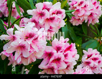 Rhododendron rose des fleurs dans un jardin au début de l'été un genre de nombreuses espèces de plantes ligneuses dans la famille des Ericaceae. Banque D'Images